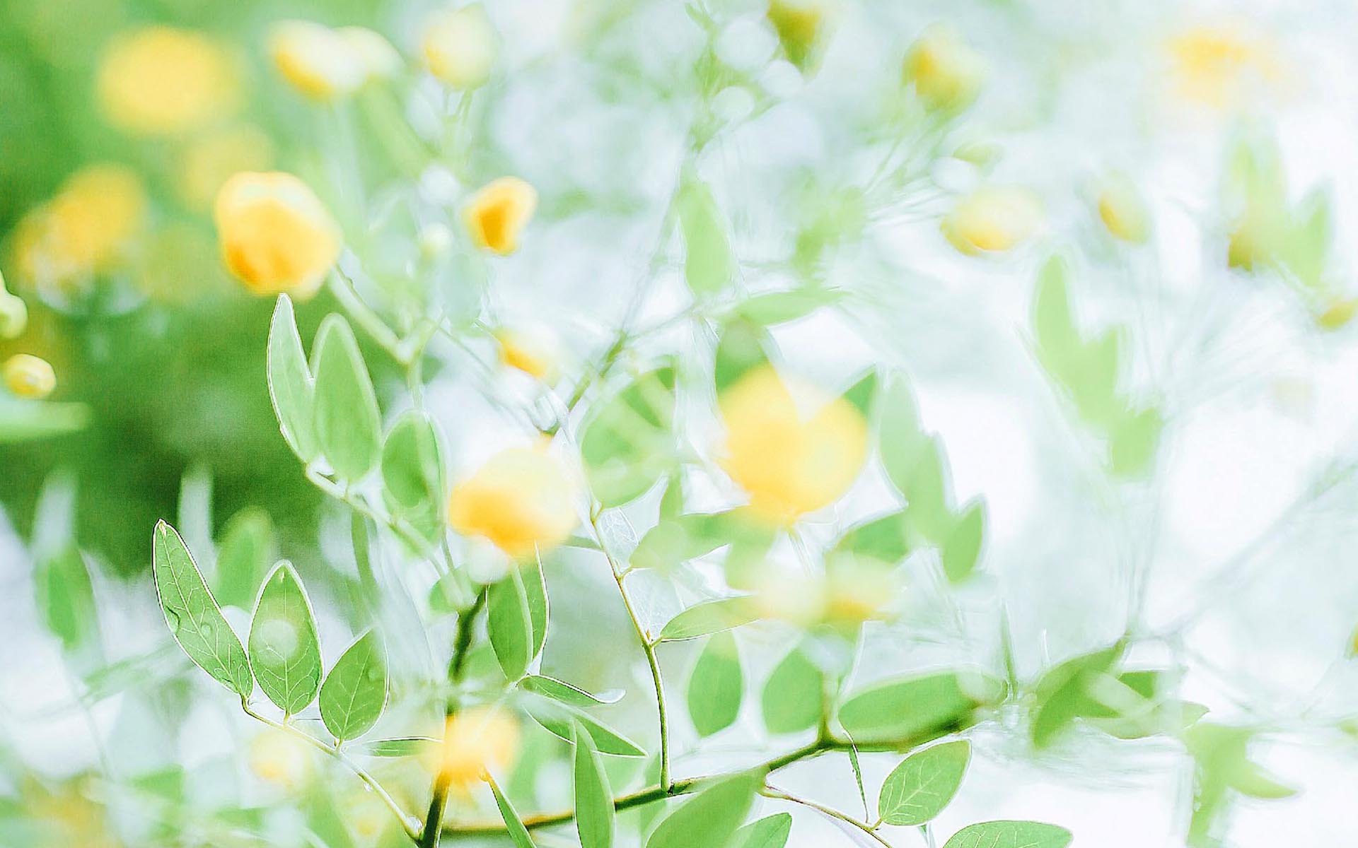 上海紫癜疾病研究院